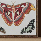 Les papillons du jour (11" x 9")